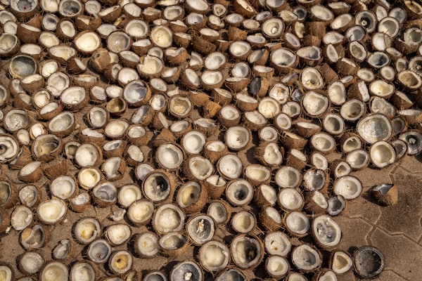 Copra drying in the sun