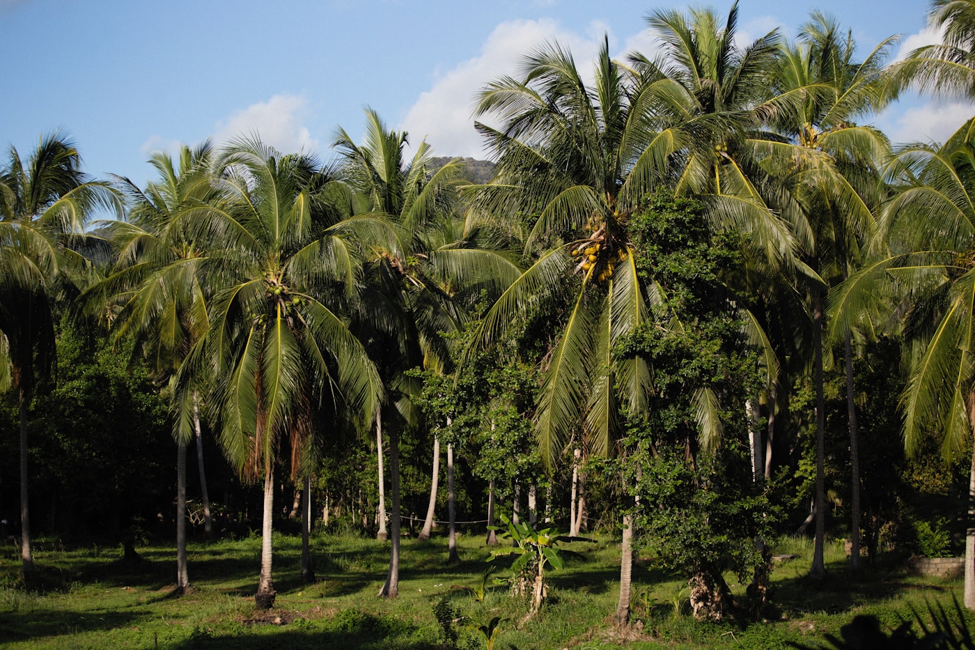 Coconut palm grove with green fields